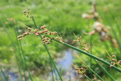 Schoenoplectus acutus