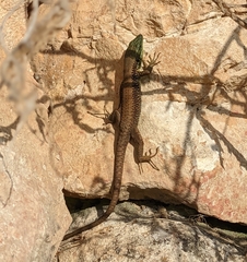 Phoenicolacerta laevis