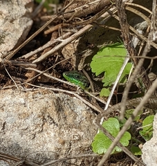 Phoenicolacerta laevis