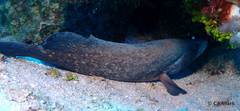 Rypticus saponaceus