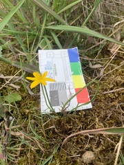 Hypoxis hygrometrica