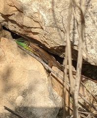 Phoenicolacerta laevis