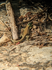 Phoenicolacerta laevis