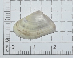 Donax variabilis