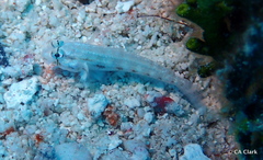 Gnatholepis thompsoni