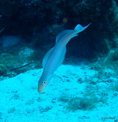 Malacanthus plumieri