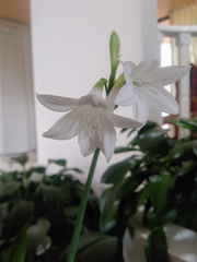 Urceolina subedentata