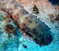 Holothuria thomasi