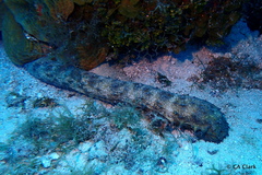 Holothuria thomasi