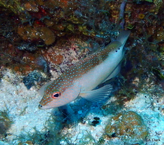 Cephalopholis fulva