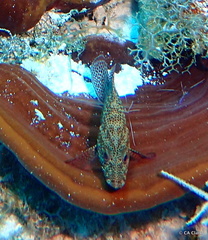 Cephalopholis cruentata