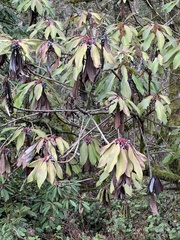 Daphniphyllum macropodum