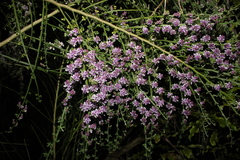 Carmichaelia odorata