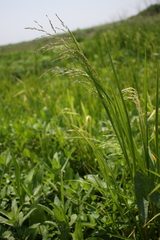 Glyceria striata