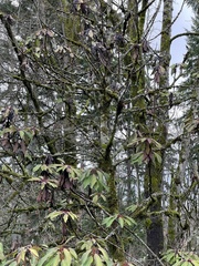 Daphniphyllum macropodum