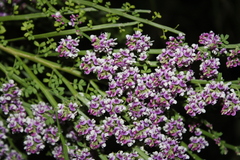 Carmichaelia odorata