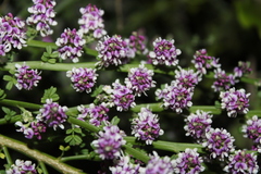 Carmichaelia odorata