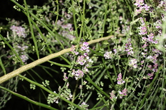 Carmichaelia odorata