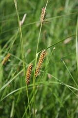 Carex pellita