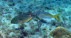 Ocyurus chrysurus