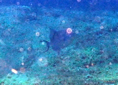 Balistes vetula