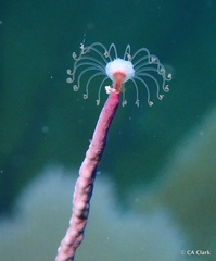 Ralpharia gorgoniae