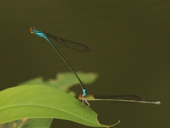 Pseudagrion rubriceps