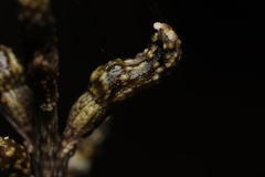 Gastrodia cunninghamii