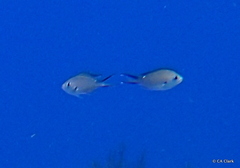 Azurina multilineata