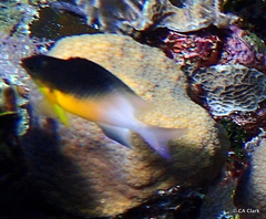 Stegastes partitus