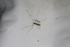 Limoniidae
