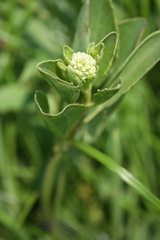 Arnoglossum plantagineum