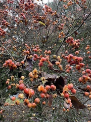 Crataegus × lavallei