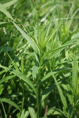 Vernonia fasciculata