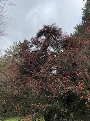 Crataegus × lavallei