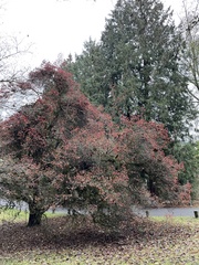 Crataegus × lavallei