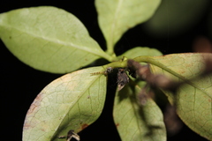 Diaea ambara