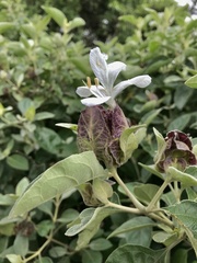 Barleria albostellata