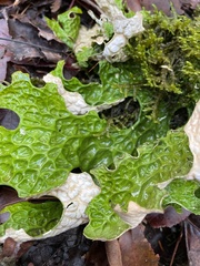 Lobaria