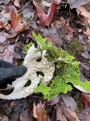 Lobaria