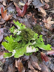 Lobaria