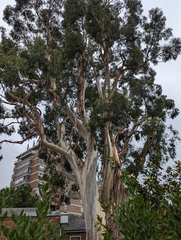 Eucalyptus viminalis