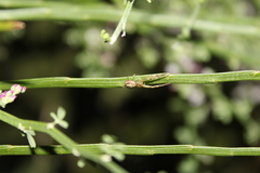 Diaea ambara