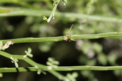 Diaea ambara