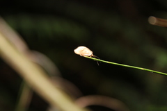 Drepanacra binocula