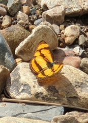 Pantoporia paraka