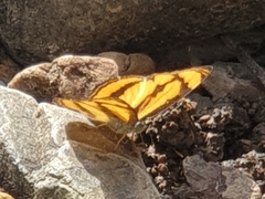 Pantoporia paraka