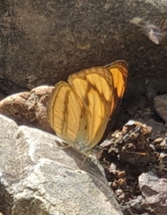 Pantoporia paraka