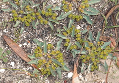 Euphorbia tuberosa