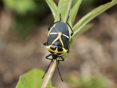 Commius elegans